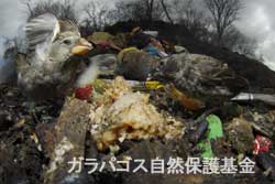 ゴミの中にある残飯に群がるガラパゴスフィンチ