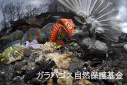 ゴミの中にある残飯を食べるガラパゴスフィンチ
