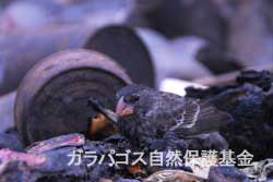 ゴミの上にいるガラパゴスフィンチ