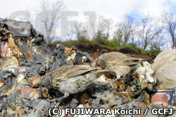 ゴミの中にある残飯を食べるガラパゴスフィンチ