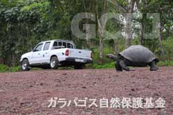 駐車場を横切るガラパゴスゾウガメ