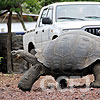 道路を渡るガラパゴスゾウガメ