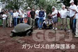 観光客に囲まれるガラパゴスゾウガメ