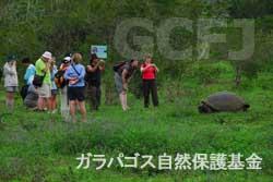 観光客に囲まれるガラパゴスゾウガメ