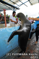 ガラパゴスアシカ