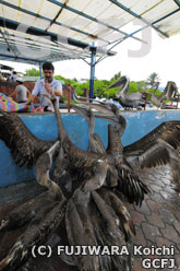 ガラパゴスカッショクペリカン