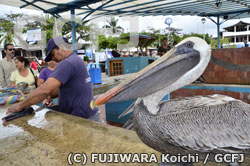 ガラパゴスカッショクペリカン