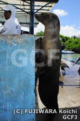 ガラパゴスアシカ