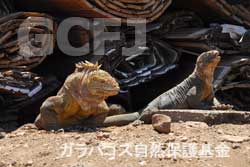 山積みの資材とリクイグアナ