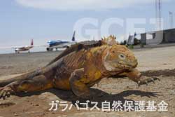 空港内をかっ歩するリクイグアナ