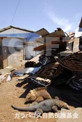 空港横の資材置き場の隅にいるリクイグアナ