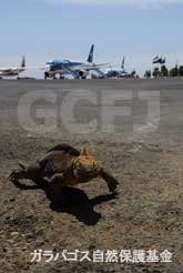 空港内をかっ歩するリクイグアナ