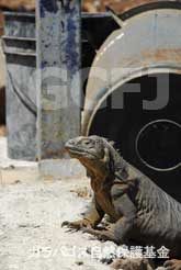 人工物とリクイグアナ