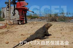 空港敷地内にいるリクイグアナ