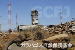 空港敷地内にいるリクイグアナ