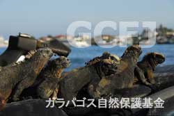 ゴミの上のウミイグアナ