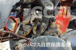 ウミイグアナたちが町のゴミ捨て場に群がっていた