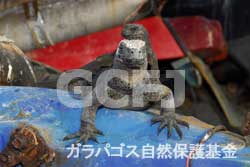 ゴミの上のウミイグアナ