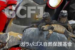 捨てられたバイクの上で休むウミイグアナ