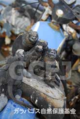 ゴミの上のウミイグアナ