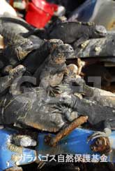 ゴミの上のウミイグアナ