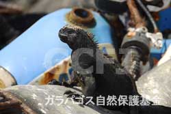 ゴミの上のウミイグアナ
