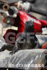 ゴミの上のウミイグアナ