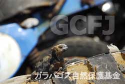 ゴミの上のウミイグアナ