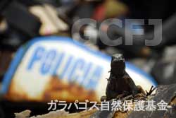 ゴミの上のウミイグアナ