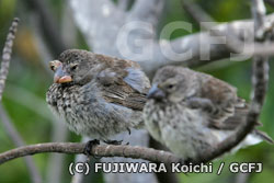 手前は健康なダーウィンフィンチ。奥の鳥には目の上にこぶがある