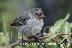 目の上にこぶがあるダーウィンフィンチ
