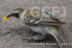 鳥ポックス病に感染したガラパゴスマネシツグミ