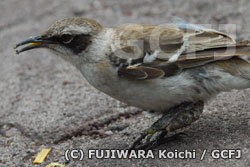 左足全体に大きなこぶができている