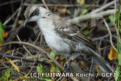 鳥ポックス病に感染したガラパゴスマネシツグミ
