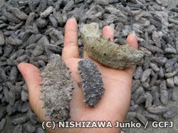 ナマコは3種類あるといわれている