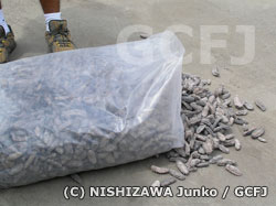 ナマコはビニール袋いっぱいに詰められていた