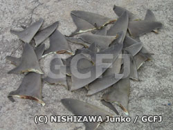 大量に押収されたサメのヒレ（フカヒレ）