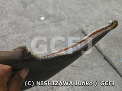 大量に押収されたサメのヒレ（フカヒレ）