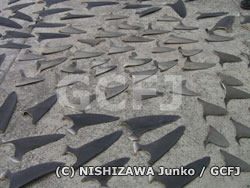 大量に押収されたサメのヒレ（フカヒレ）
