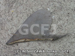 大量に押収されたサメのヒレ（フカヒレ）