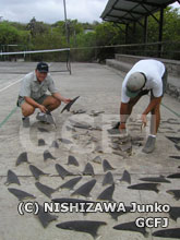 大量に押収されたサメのヒレ（フカヒレ）