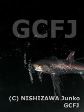 密漁船が仕掛けたはえ縄にかかっていたサメ