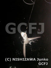 密漁船が仕掛けたはえ縄にかかっていたサメ