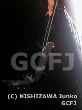 密漁船が仕掛けたはえ縄にかかっていたサメ