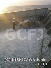 回収した大量のはえ縄