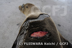 船のスクリューで傷ついたガラパゴスアシカ