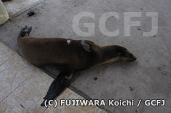 船のスクリューで傷ついたガラパゴスアシカ