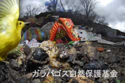 残飯を食べるガラパゴスキイロアメリカムシクイ