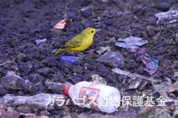 散乱しているゴミとガラパゴスアメリカキイロムシクイ