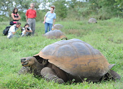 エコツアーの観光客の前で草を食べるガラパゴスゾウガメ＝ガラパゴス諸島サンタクルス島で